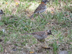 Zonotrichia capensis