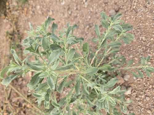 Wheelscale Saltbush (Atriplex elegans)