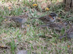 Zonotrichia capensis