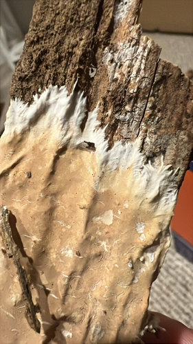 Phlyctibasidium polyporoideum observed 2026-02-14