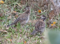 Zonotrichia capensis
