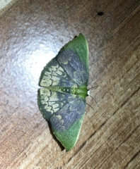 Tachychlora amilletes