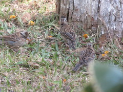 Zonotrichia capensis