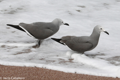 Leucophaeus modestus
