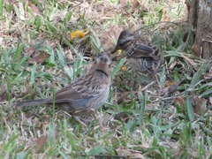 Zonotrichia capensis