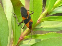 Oncopeltus zonatus