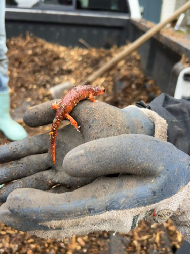 iNaturalist observation photo of Monterey Ensatina