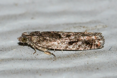 Chimoptesis gerulae