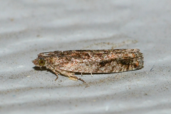 Chimoptesis gerulae