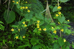 Thladiantha punctata