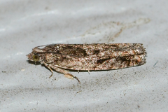 Chimoptesis gerulae