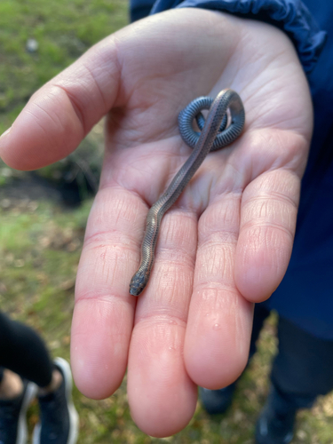 iNaturalist observation photo of Common Sharp-tailed Snake