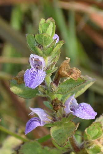 Hygrophila triflora