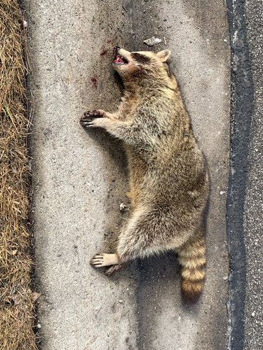 Raccoon