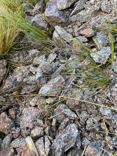 Agrostis dyeri observed 2026-02-14