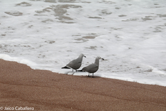 Leucophaeus modestus