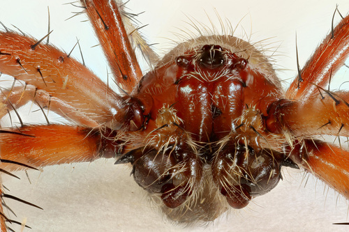 Four-spot Orbweaver