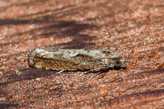Epinotia celtisana