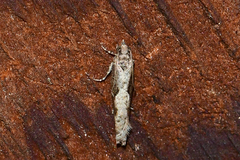 Epinotia celtisana