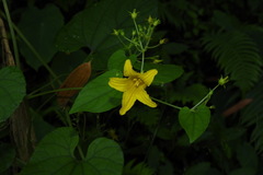 Thladiantha punctata