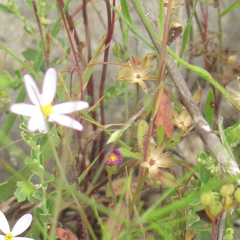 Chaetopappa bellidifolia