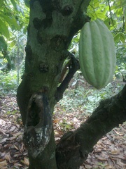 Theobroma cacao