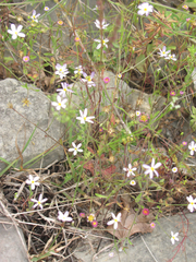 Chaetopappa bellidifolia