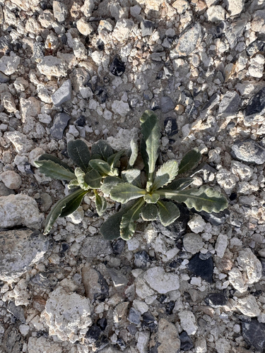 Ash Meadows blazingstar (Mentzelia leucophylla)