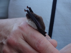 Thyroptera tricolor