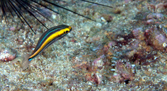 Pentapodus paradiseus