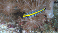 Pentapodus paradiseus