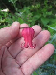 Clematis texensis