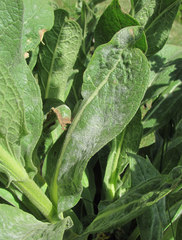 Golovinomyces verbasci