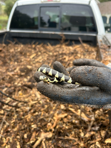iNaturalist observation photo of California King Snake