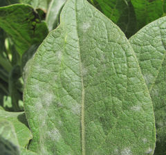 Golovinomyces verbasci