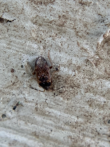 Cryphula trimaculata photo 4