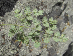 Erysiphe aquilegiae