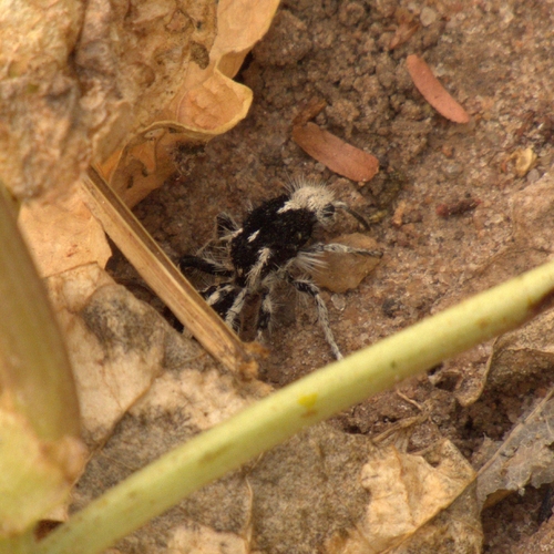 Leucospilomutilla cerbera