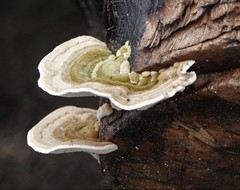 Trametes hirsuta