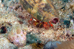 Dardanus sanguinolentus