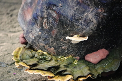 Trametes hirsuta