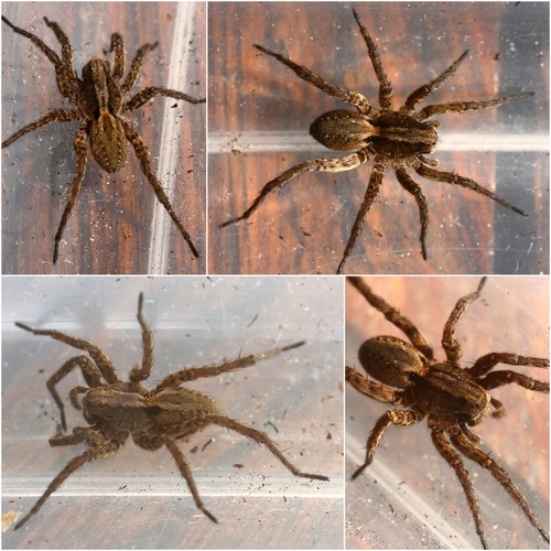 Common Fox Spider