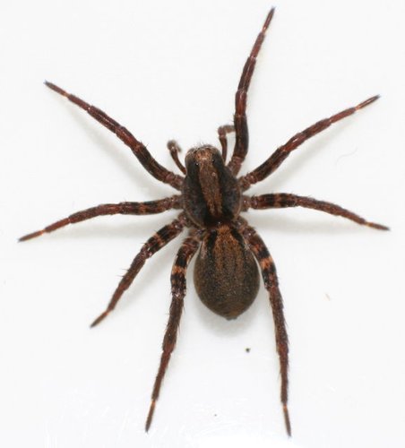 Common Fox Spider