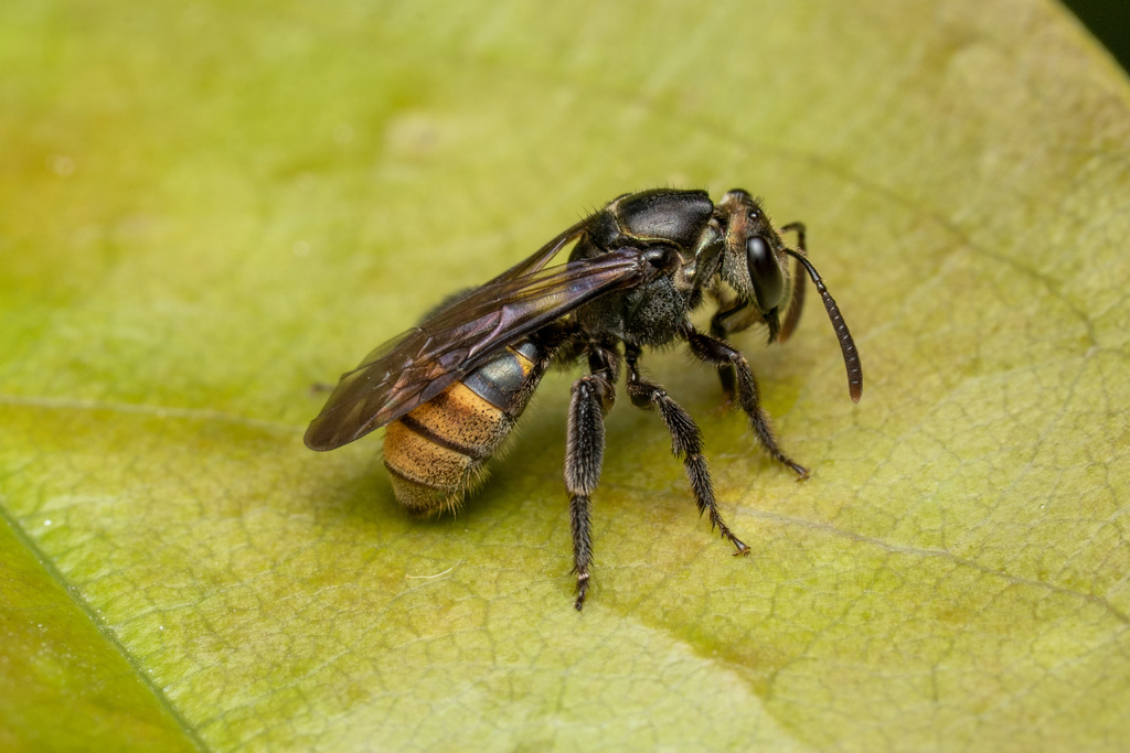 Neocorynura chapadicola