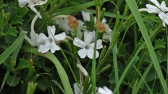 Chascanum cuneifolium