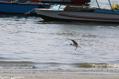 Chroicocephalus cirrocephalus