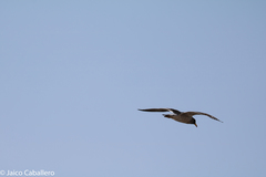 Larus belcheri