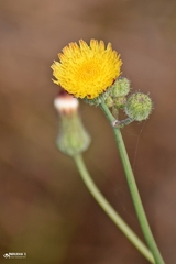 Sonchus wightianus