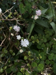 Thalictrum urbainii
