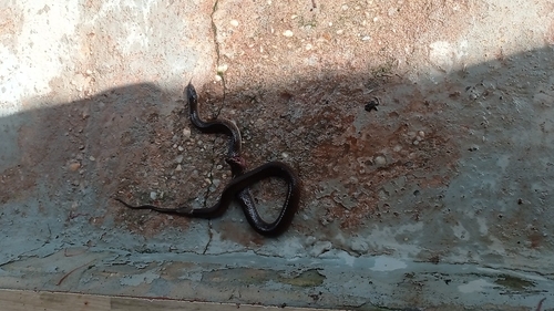 Yellow-bellied Liophis